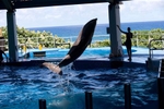 Dolphins held in captivity perform for crowds at Sea Life Park in Waimanalo, HI. in 2014. Just beyond their tanks is Waimanale Bay and the Pacific Ocean. (photoby Karen Ducey)