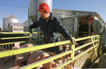 A pig farmer in Indiana. (© copyright Karen Ducey)