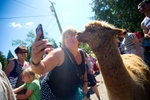 Crystal Moss, from Long Beach, CA takes a selfie with a llama at the Outback Kangaroo Farm, a privately owned petting zoo, on July 20, 2016 in Arlington, WA. (photo © Karen Ducey Photography)