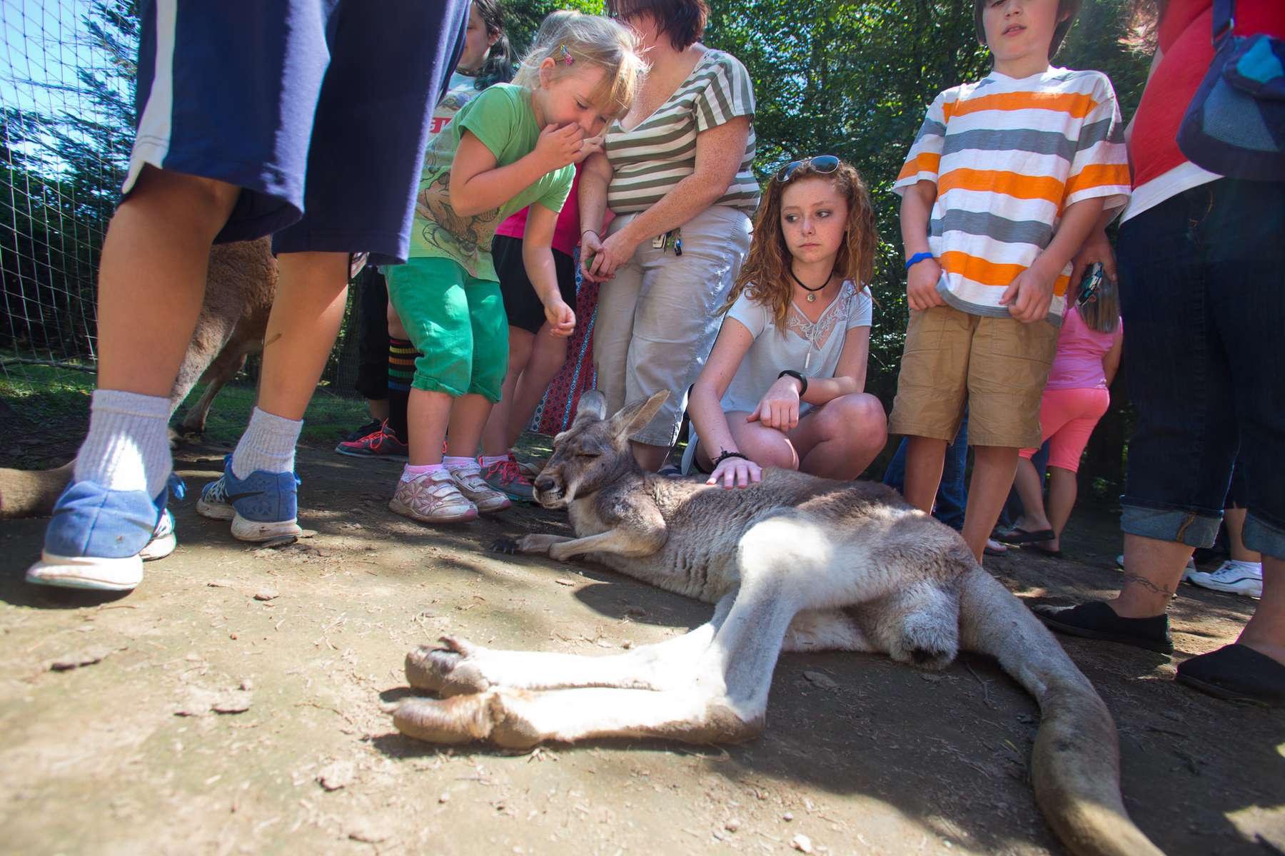 Children pet a wallaby at the Outback Kangaroo Farm in Arlington, Wash. on July 20, 2016. (photo © Karen Ducey Photography)