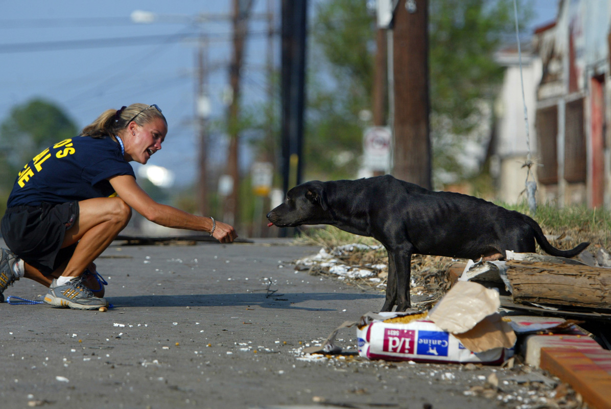Pasados Safe Haven volunteer Jen Crotzer from Vail, CO, tries to coax a dog towards her as animal rescue efforts continue after Hurricane Katrina struck New Orleans on September 15, 2995.  © Karen Ducey