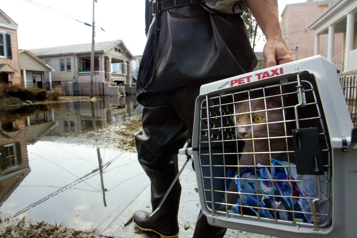 A cat rescued from a house at 316 S Alexander St., New Orleans, looks out of his {quote}Pet Taxi{quote} as he is carried through the flooded streets of New orleans by an animal rescuer from Pasado's Safe Haven.  © Karen Ducey