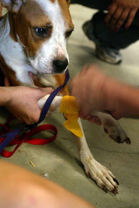 Pasados veterinarians take care of wounded animals after Hurricane Katrina destroyed New Orleans in 2005.  © Karen Ducey