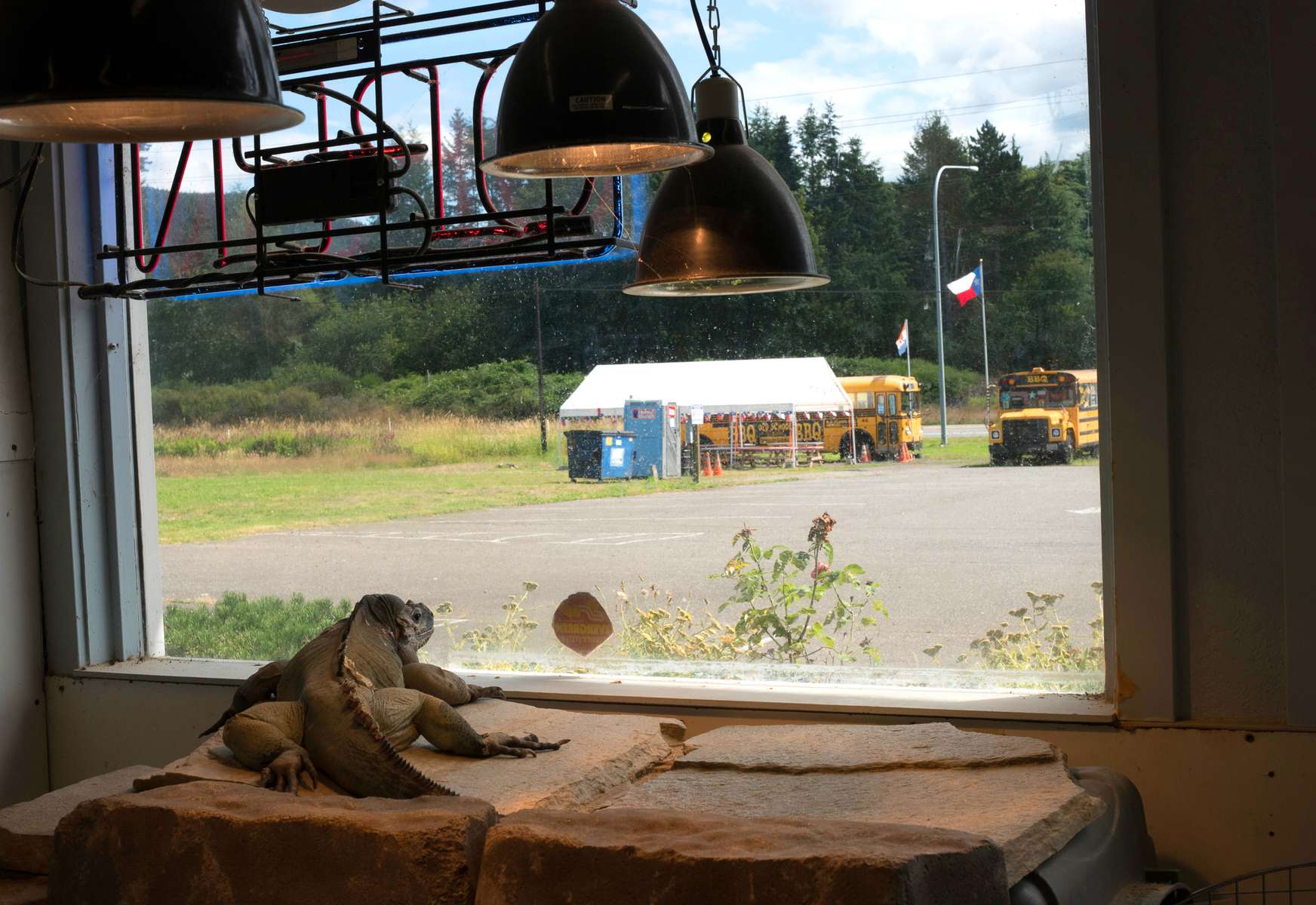 A Rhino Iguana named {quote}Doc{quote} stares out the window of it's enclosure towards a parking lot at the Reptile Zoo in Monroe, Wash. on July 13, 2016. A sign posted on its enclosure said rhino iguanas come from the {quote}Carribean Island of Hispaniola{quote} and live in {quote}scrub woodlands, dry forests, and rocky habitats.{quote} Another sign says that this species is listed as {quote}VULNERABLE{quote} on the IUCN Red List due to: human persecution, collection for food, importation for captive keeping purposes, and predation by invasive species (especially cats).Another sign mentions these animals were captured in the wild but bred in captivity.