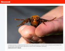 Officials Caught a Murder Hornet and This Is What it Looks Like Up Close, for Getty Images, Published in Newsweek, August 18, 2020.
