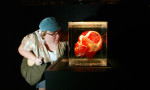 Lindy West from Where magazine in Seattle checks out a skull and arteries of the head during a preview for the press of Bodies: the Exhibition at 800 Pike St. in Seattle on September 26, 2006.(PI photo/Karen Ducey)