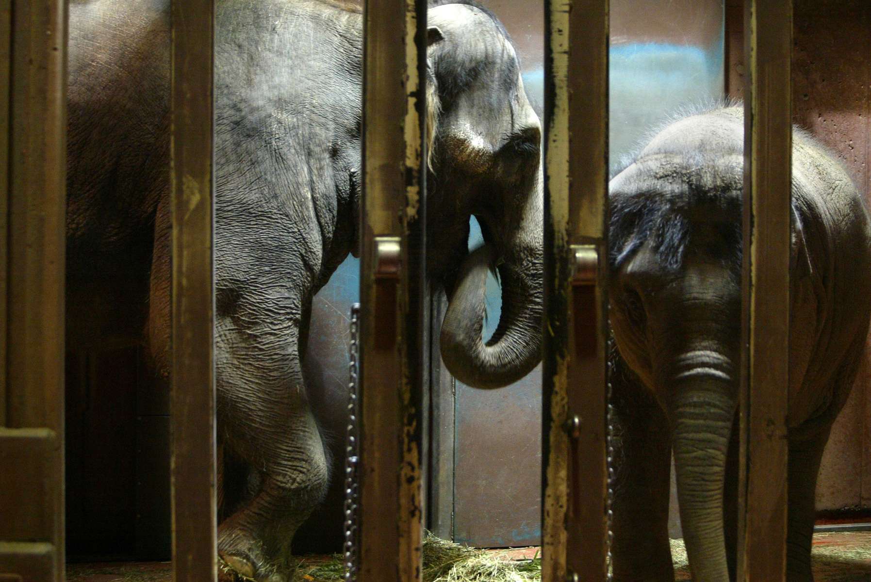 Chai, a 27 year old Asian elephant from Thailand and her baby Hansa, hang out in a cage shortly after Chai went through an artificial insemination procedure at the Woodland Park Zoo on February 28, 2005 in Seattle,WA. Hansa died a couple years later from a herpes virus that had been passed from her mother. Nevertheless, scientists continue to artificially inseminate Chai. To date (Jan. 2012) Chai has been artificially inseminated 61 times without success of pregnancy. Advocates' have plead for the zoo to stop this proceedure for years. (photo/Karen Ducey).