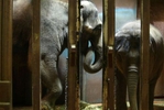 Chai, a 27 year old Asian elephant from Thailand and her baby Hansa, hang out in a cage shortly after Chai went through an artificial insemination procedure at the Woodland Park Zoo on February 28, 2005 in Seattle,WA. Hansa died a couple years later from a herpes virus that had been passed from her mother. Nevertheless, scientists continue to artificially inseminate Chai. To date (Jan. 2012) Chai has been artificially inseminated 61 times without success of pregnancy. Advocates' have plead for the zoo to stop this proceedure for years. (photo/Karen Ducey).