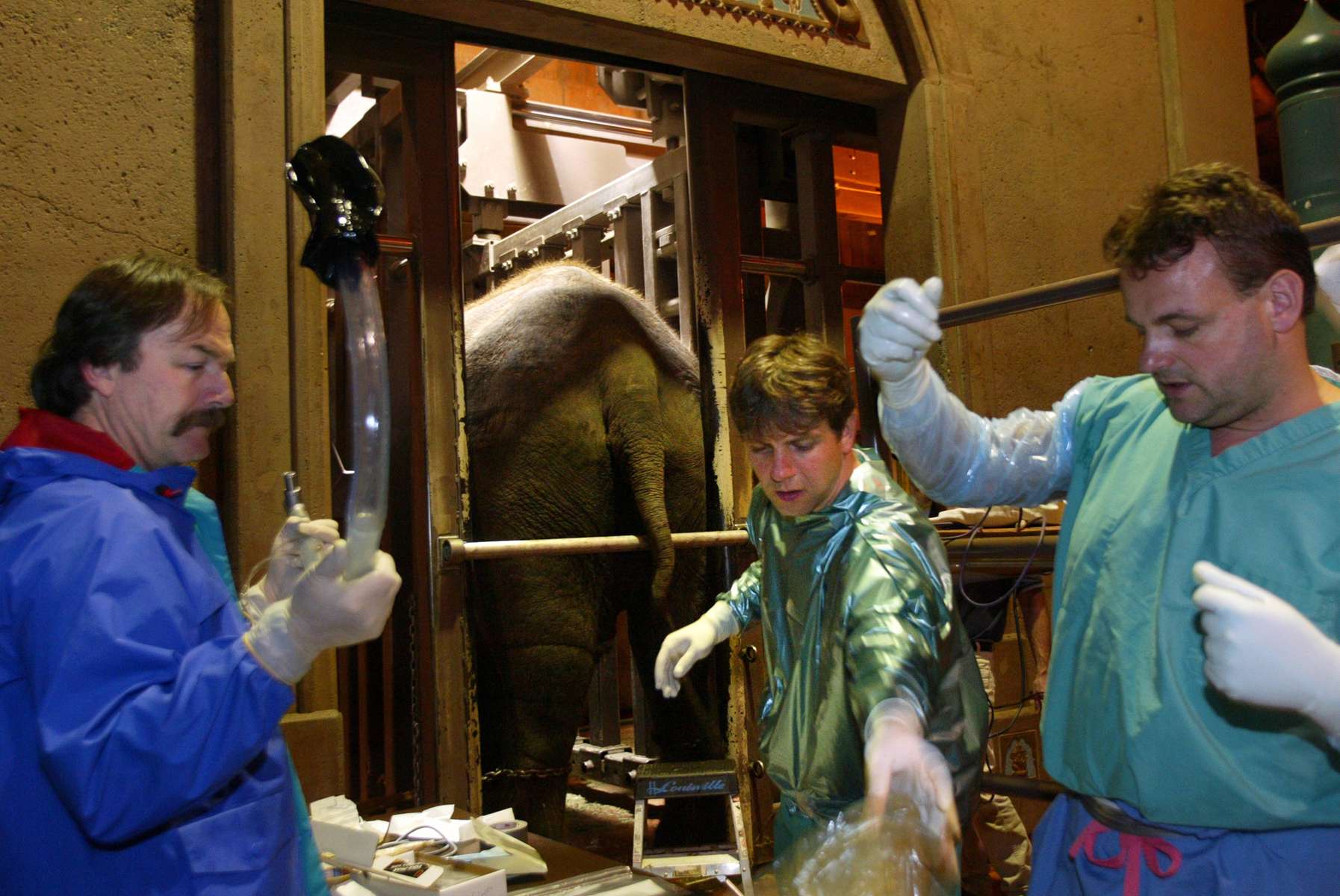 German scientists Thomas Hildebrandt (center), head of reproduction management at the Institute for Zoo and Wildlife Research and Frank Goeritz (right), Senior veternarian also from IZW, prepare to give Chai, an elephant, artificial insemination at the Woodland Park Zoo on February 28, 2005 in Seattle,WA. They were assisted by Pat Maluy, the lead elephant keeper at the Woodland Park Zoo, who is holding the endoscope used to visualize the elephant's passageway. The elephant, whose legs are chained, continues to be artificially inseminated every month to this day.