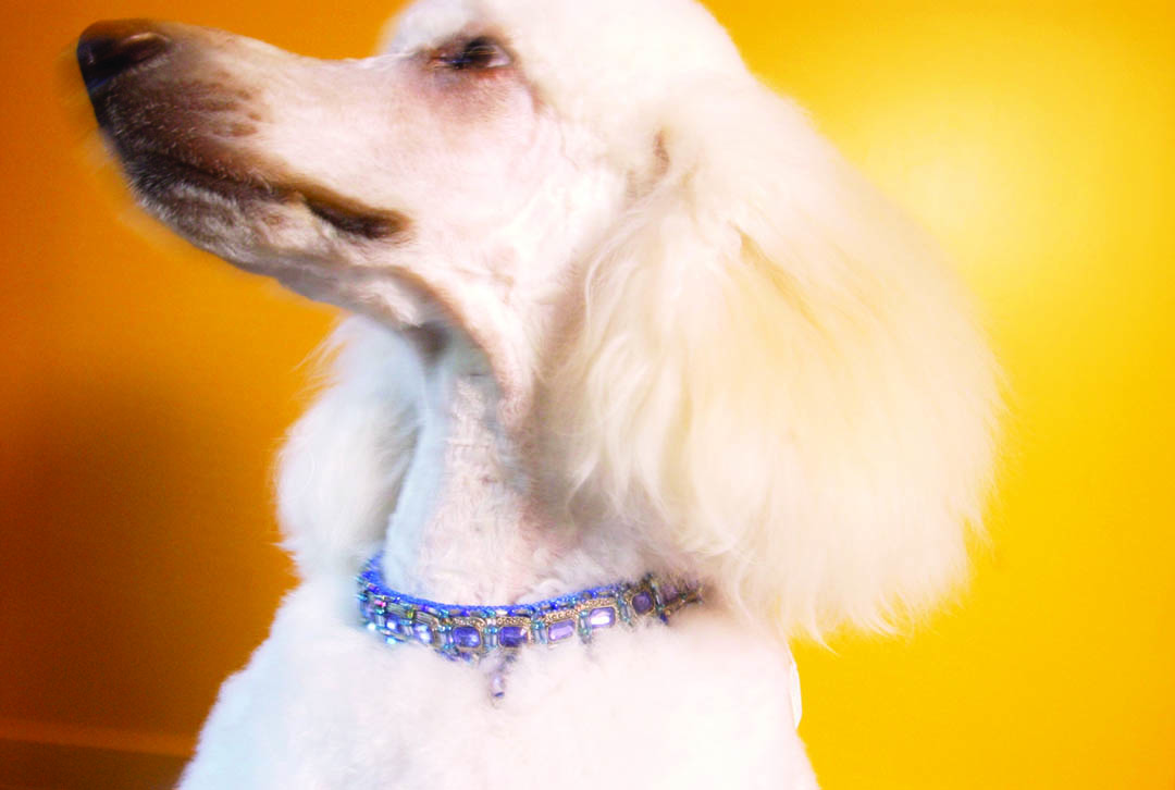 A poodle models an elegant dog collar. (© copyright Karen Ducey)
