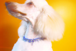 A poodle models an elegant dog collar. (© copyright Karen Ducey)