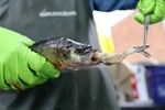 A yellow perch regurgitates chinook smolt during an inspection by US Fish and Wildlife Service scientists monitoring salmonid predation by non-native, warm water species in the the Union Bay/Webster Point area of Lake Washington in Seattle, on Tuesday, June 27, 2023