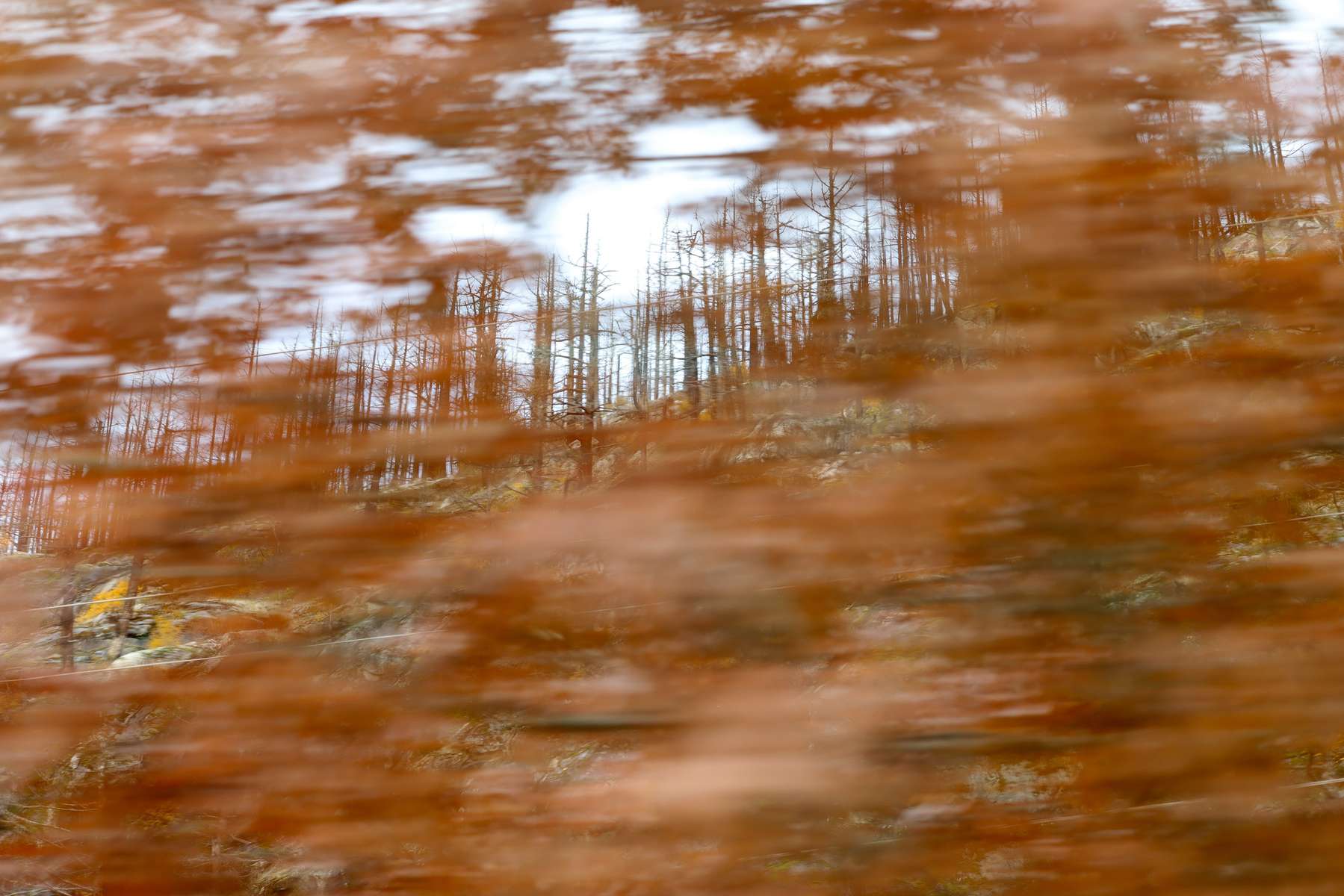 Trees burned from wildfires are seen through unscorched trees with autumn leaves on them on a hillside by Hwy 20 near Newhalem on Thursday, November 9, 2023.  225376