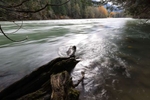 The Skagit River flows past an old growth tree root in the Goodell Careek Campground boat launch area on Thursday, November 9, 2023. The area is near a historic Upper Skagit Tribe village site named after bears. The tribe is one of the lead advocates for grizzly reintroduction in the North Cascades.  225376