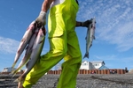 Gary Spieskie carries sockeye salmon after picking them out of gillnets on a setnet site in Ekuk, Alaska on July 4, 2019. Temperatures reached into 90's in Anchorage - 25 degrees above average - a record high. Rising water temperatures throughout the summer caused an estimated 100,000 fish to die. The average price paid to fishermen this year for sockeye salmon was $1.35 per pound. Sockeye is a highly valued species of salmon known for its red meat and steaklike quality. (Photo by Karen Ducey)