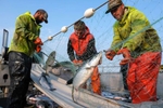 Deckhands on the F/V Okuma pick sockeye salmon out of a gillnet on the Nushagak River in Bristol Bay, Alaska on July 6, 2019. All crewman must hold a crewmember fishing license. Gillnet mesh size is restricted to protect juveniles and other salmon species.(Photo by Karen Ducey)