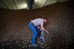 Kevin Weber, loads a bag of potatoes from one of their refrigerated potato storage bays in Quincy, Washington on May 1, 2020. Weber Farms is a a third-generation farming family, started by Bill Weber in the late 1960s.A billion pounds of excess potatoes in Washington state, second largest potato producer in the country. About 70 percent of its crop usually goes to overseas, to Pacific Rim countries primarily, in the form of french fries, but with so many restaurants/food service closed in U.S. and internationally, they have way more potatoes than they can sell. Last year they didn’t have enough to meet demand; now growers are facing the prospect of losing it all. (photo by Karen Ducey)