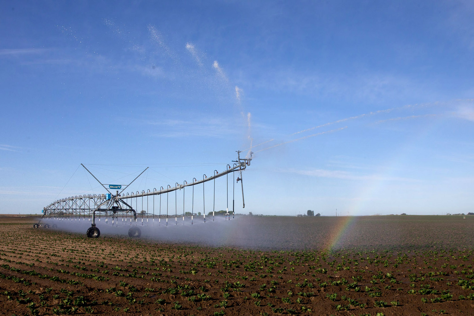 A rainbow forms under sprinklers on a field of potatoes in Pasco, Washington on May 1, 2020. A billion pounds of excess potatoes in Washington state, second largest potato producer in the country. About 70 percent of its crop usually goes to overseas, to Pacific Rim countries primarily, in the form of french fries, but with so many restaurants/food service closed in U.S. and internationally, they have way more potatoes than they can sell. Last year they didn’t have enough to meet demand; now growers are facing the prospect of losing it all. (photo by Karen Ducey)