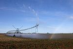 A rainbow forms under sprinklers on a field of potatoes in Pasco, Washington on May 1, 2020. A billion pounds of excess potatoes in Washington state, second largest potato producer in the country. About 70 percent of its crop usually goes to overseas, to Pacific Rim countries primarily, in the form of french fries, but with so many restaurants/food service closed in U.S. and internationally, they have way more potatoes than they can sell. Last year they didn’t have enough to meet demand; now growers are facing the prospect of losing it all. (photo by Karen Ducey)
