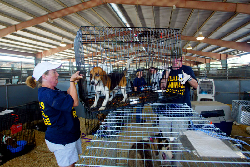 Volunteers work at the Lamar Dixon Expo Center where thousands of pets were sent after Hurricane Katrina 2005 © Karen Ducey