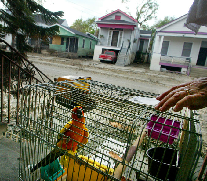 Pasados Safe Haven volunteers rescue a bird and a cat from a home on September 16, 2005.  © Karen Ducey