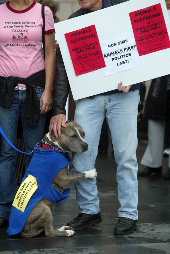 A pit bull clings to his owner during a demonstartion outside Seattle City Hall. (© copyright Karen Ducey)