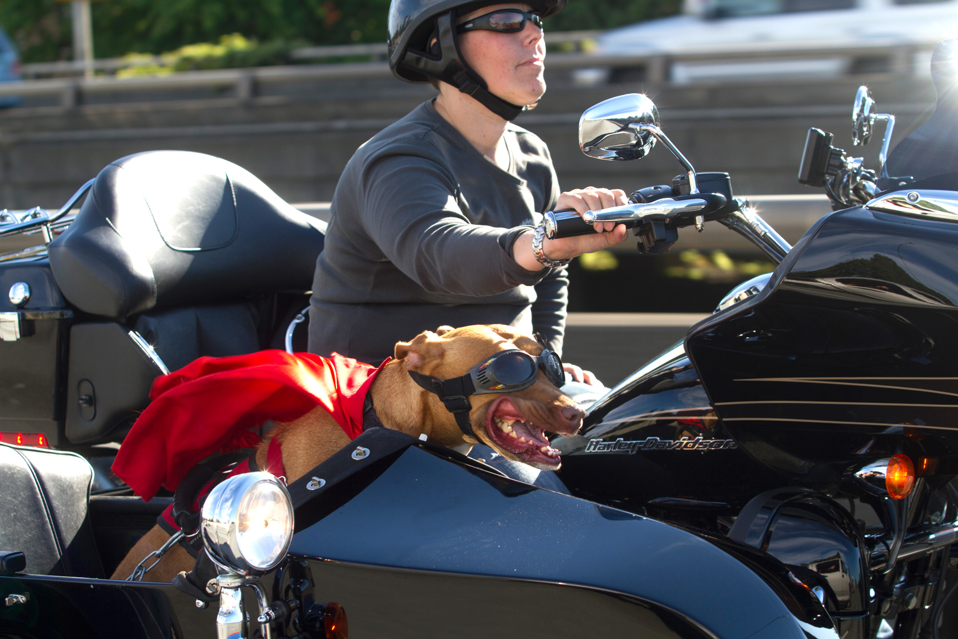 Pit bull mix, Lucy, rides in a sidecar next to her mom, Brande Schweitzer, who drives a Harley-Davidson, in Seattle, Washington. Schweitzer and her dog attract attention wherever they go. (© copyright Karen Ducey)