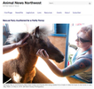 Rescue Pony Auctioned for a Pretty Penny.  Story and photos for Animal News Northwest, May 31, 2015