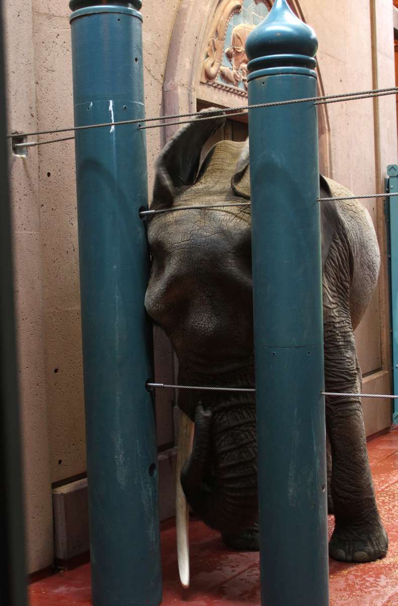 Watoto, a female African elephant held at the Woodland Park Zoo, pushes against her interior enclosure in Seattle, Wash. on December 15, 2011. In August 2014 the 45 year-old elephant was found lying in an outdoor enclosure and later euthanized. An autopsy report found chronic, age-related arthritis in the leg joints and determined she fell and couldn't get back up. (photo Karen Ducey)