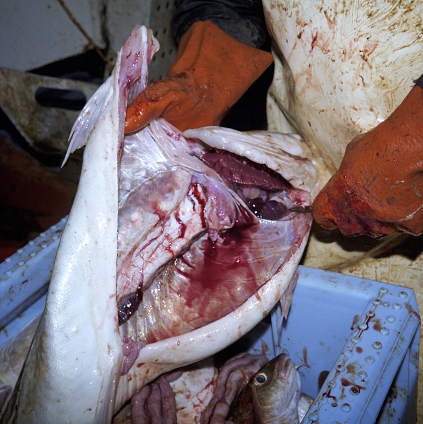 Gutting cod on board The Allegiance fishing trawler. The North Sea has become a rubbish tip and the crew attest to some of the unbelievable things they pull out including tins of blue paint tossed in by the big oil rigs, crisp packets and on one occasion, a heat seeking missile dumped by an American jet shortly after the 1st Gulf War.In 1999, Photojournalist Peter Dench spent five days onboard The Allegiance, a 60 foot UK Scarborough-based trawler, fishing the North Sea, with a crew of five.  The future has since become extremely bleak for the English trawler men; huge areas of the North Sea have been declared \'off limits\' and fishing quotas have been slashed in an attempt to rescue dwindling North Sea stocks from the point of extinction.  These measures have jeopardised the jobs of those in the industry and put dependent towns, like Scarborough, on the brink of ruin.Dench returned to The Allegiance in 2005 to be reunited with the crew and to find out how the decline of the North Sea fishing industry has affected their lives.