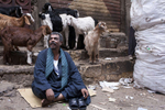 A Zabaleen man sits with his goats on the street in Moqqatam.Moqqatam is a suburb on the edge of Cairo and home to a people known as the Zabaleen, said to be the world’s greatest waste recyclers. The Zabaleen, which means plainly enough, “the garbage collectors”, pick up around 4,000 tons of Cairo’s waste each day. American researchers have shown that the Zabaleen recycle 85% of this garbage into something useful: a higher rate than anywhere else on the planet. The men do two shifts leaving about 4am and again around 9am. The rubbish is taken back to Moqqatam for the women to sit in and sort through. The organic waste is fed to livestock (the Zabaleen are originally swine herders), the rest sorted for recycling. The future of the Zabaleen is uncertain: if the Cairo authorities get their way, this community of around 25,000 Coptic Christians living in a Muslim country will be gone, and with it, their unique lifestyle.