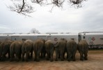 Circus elephants line up after they arrived at North Carolina State Fairground for a weekend show. 