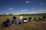 Members of Future Farmers of America work on sheep's posture at a livestock show in Hillsborough, North Carolina. 