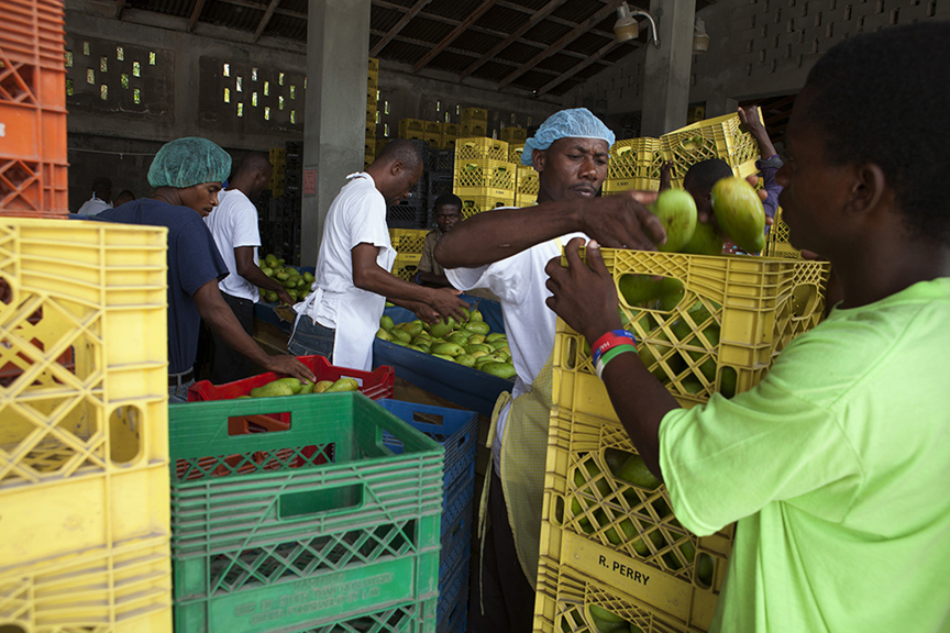 Francique mangos are inspected for imperfections at Ralph Perry Import and Export in Port-au-Prince, one of Haiti’s packing houses. Mangos are carefully inspected and them stamped by a USDA agent. 