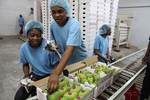 Francique mangos are inspected for imperfections at Ralph Perry Import and Export in Port-au-Prince, one of Haiti’s packing houses. Mangos are carefully inspected and them stamped by a USDA agent. 