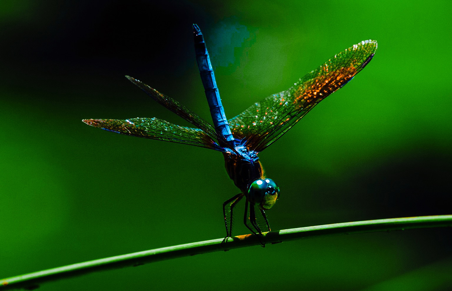web_dragonfly2