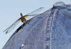 web_dragonfly