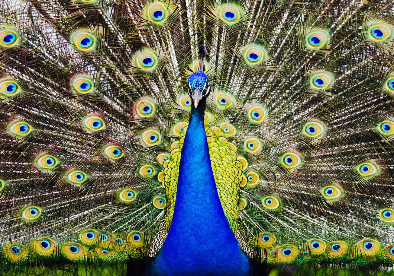 web_peacock