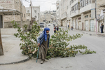 2013.  Hebron.  Palestinian Territories/The West Bank. A man drags an olive tree through a clash between school children and Israeli soldiers.