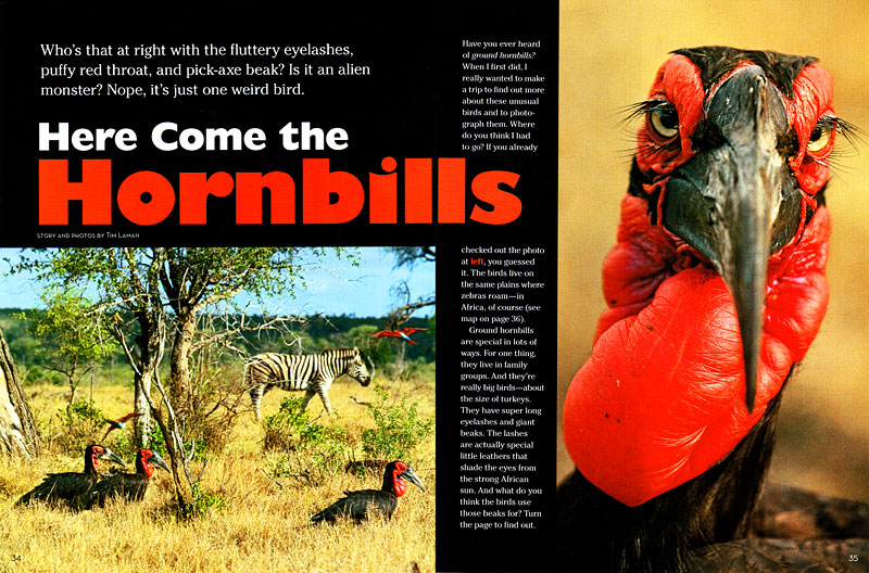 African Ground Hornbill