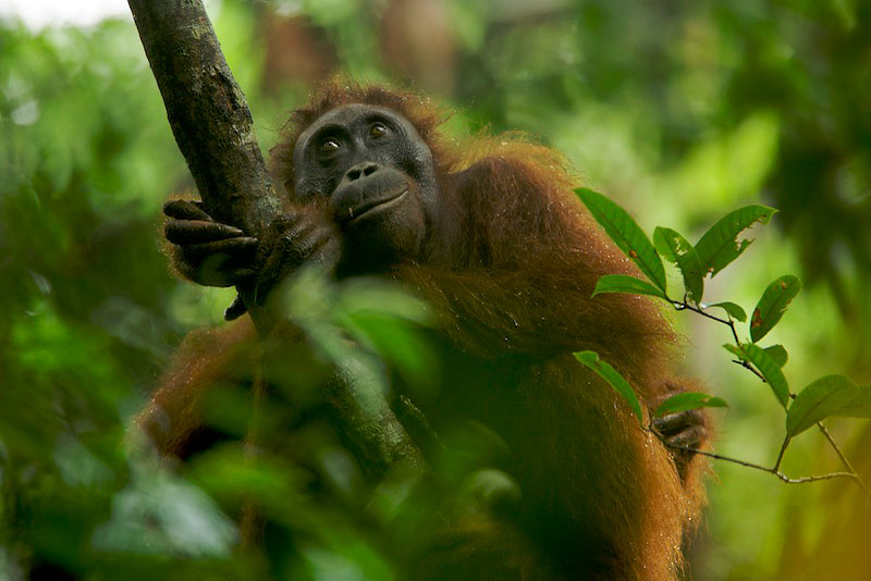 Orangutans In The Wild: Photo Galleries: Wildlife Photojournalist Tim Laman