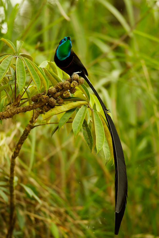 13++ Burung ekor panjang warna coklat terupdate