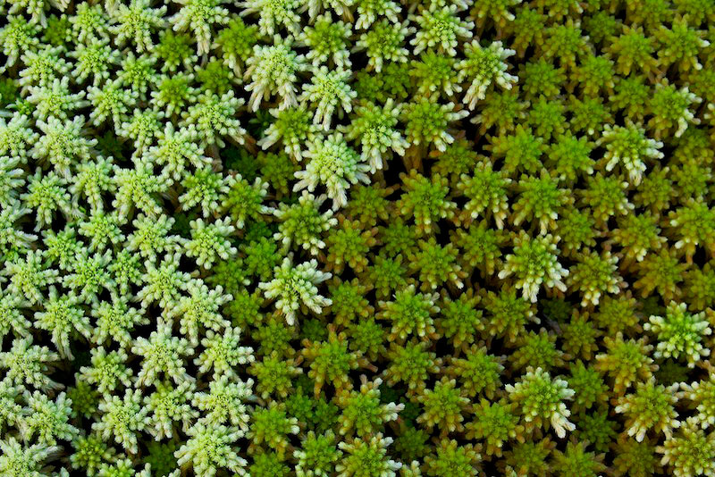 Moss Detail