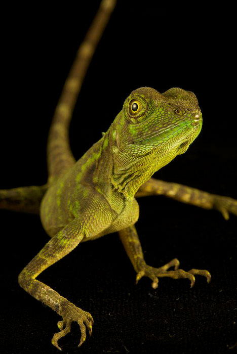 Indonesia Lizard