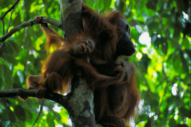 Borneo Orangutan Baby