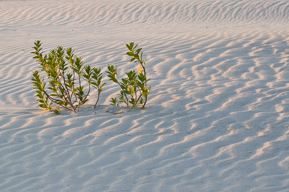 Sand Dunes - Shell Island, Wrightsville Beach, NC