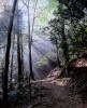 Sunbeams, Grotto Falls Trail, Great Smoky Mountains National Park, TN