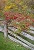 Mountain Ash berries growing on a split rail fence along the Blue Ridge Parkway near Meadows of Dan, Virginia