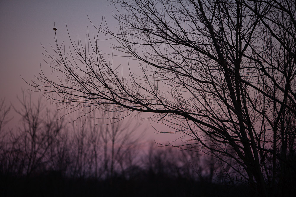 Winter twilight, Torrence Creek Greenway, Huntersville, NC