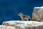 Golden Manteled Ground Squirrel at Farview Curve overlook on Trail Ridge Road in Rocky Mountains National Park